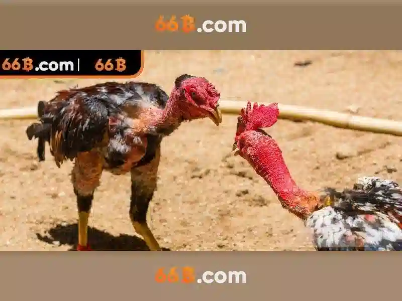 66B Slot 3D