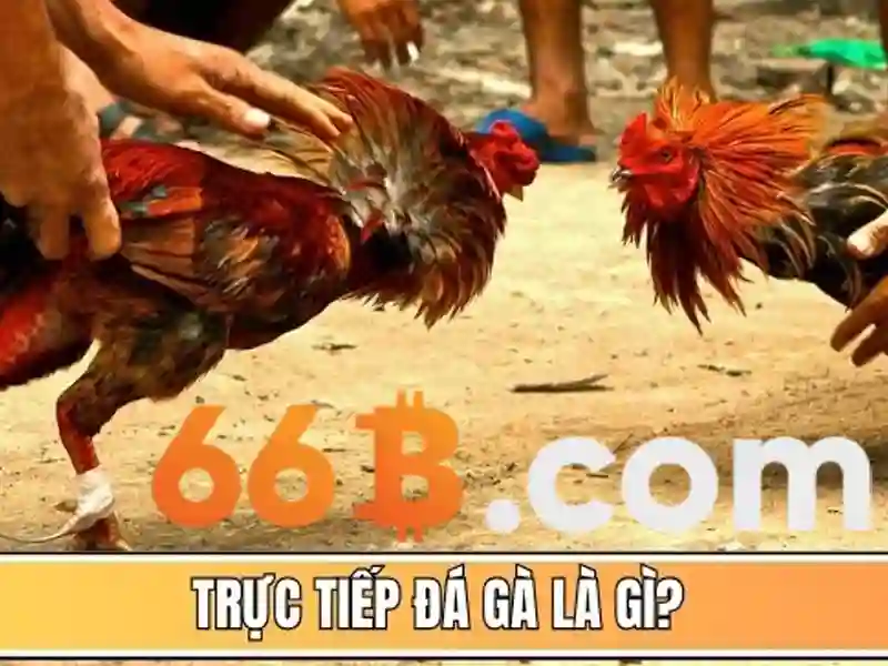 Tải Ứng Dụng 66B